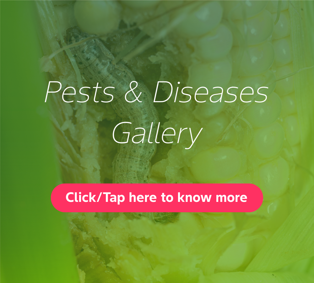 FarmRise landing page clickable images - 1