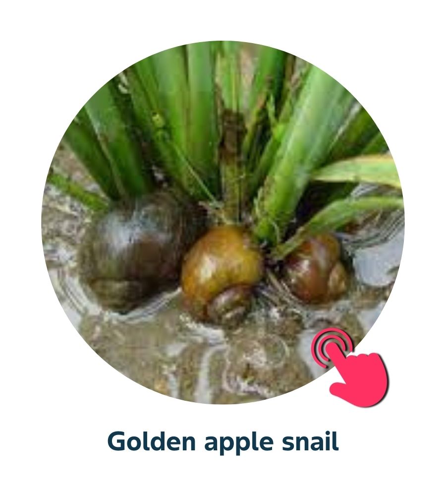 Pest and Diseases library - 7