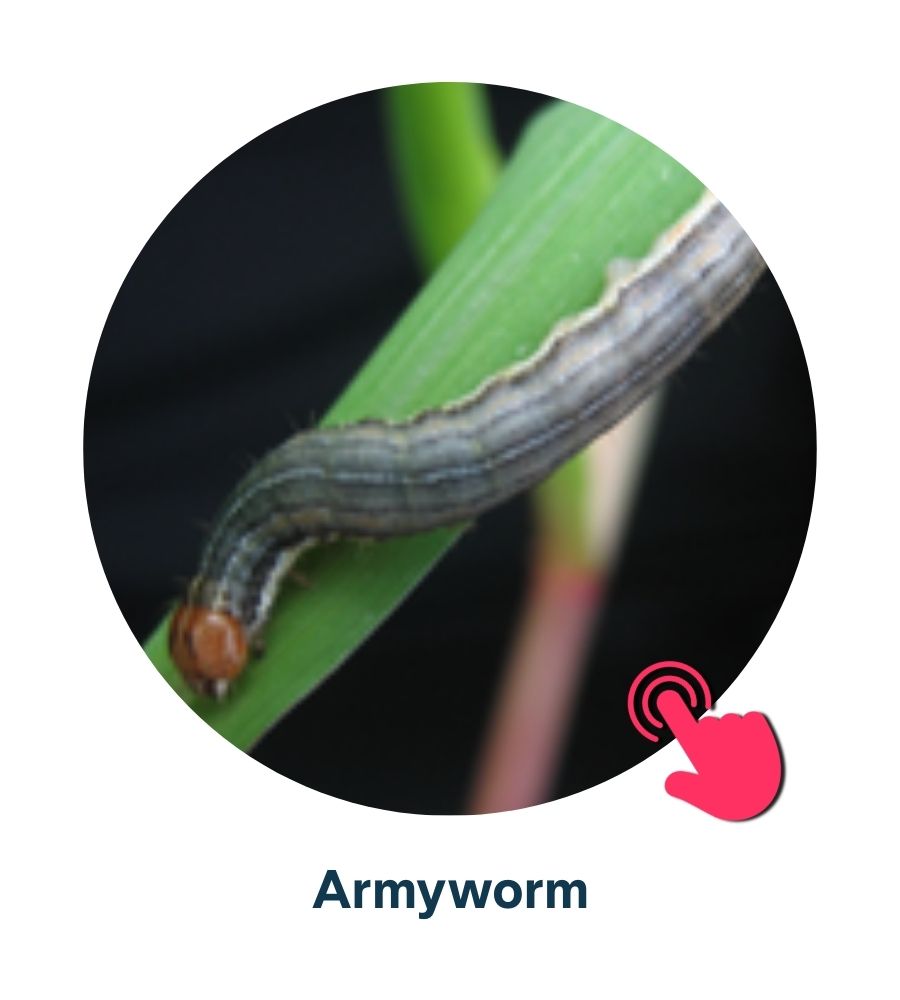 Pest and Diseases library - 11