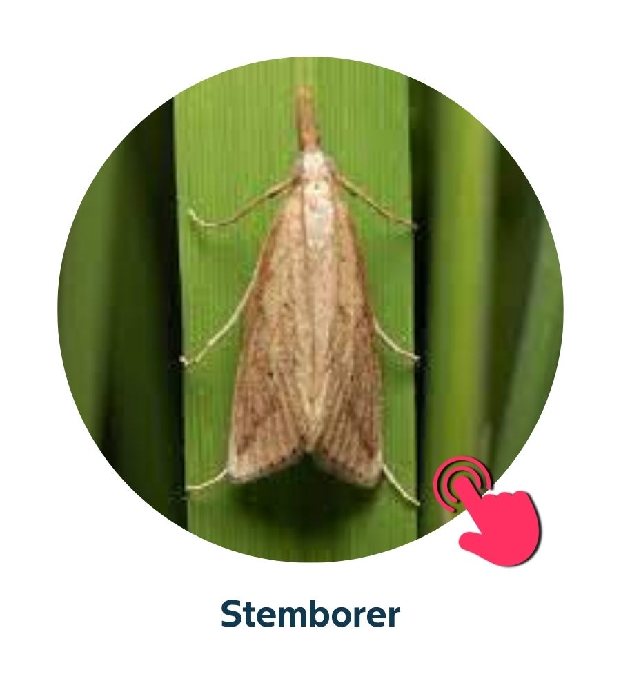 Pest and Diseases library - 1