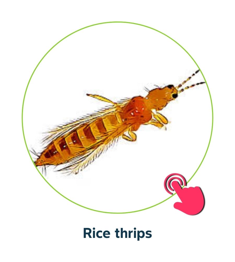 Pest and Diseases library - 4