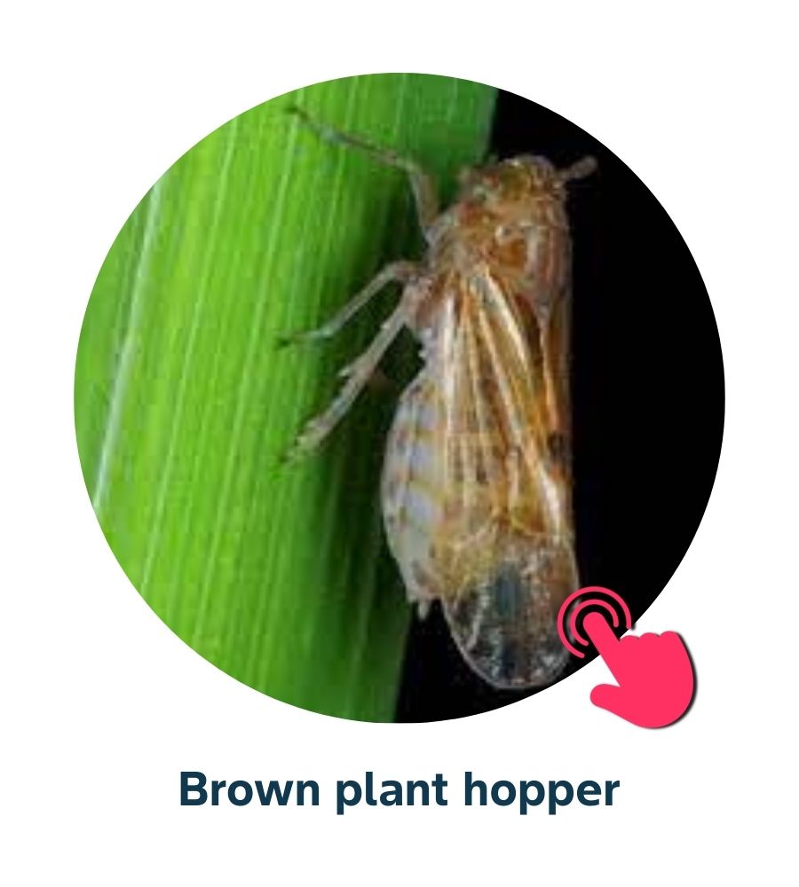 Pest and Diseases library - 9