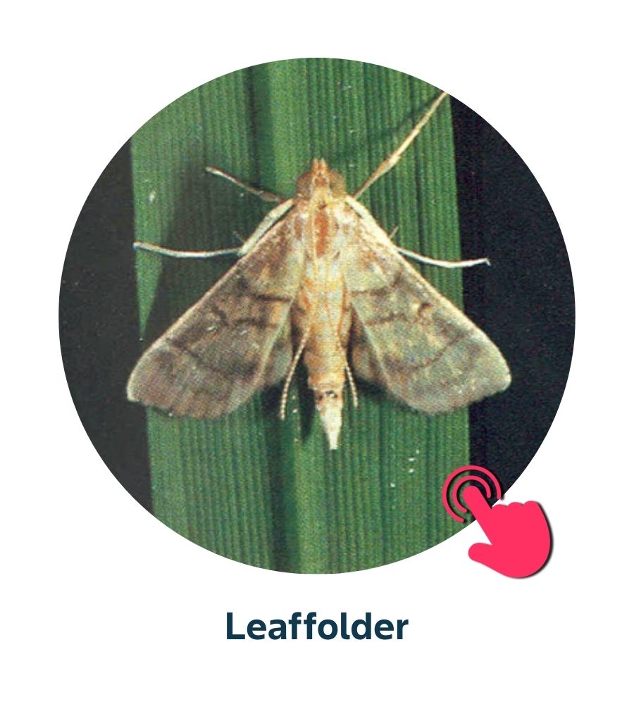 Pest and Diseases library - 6