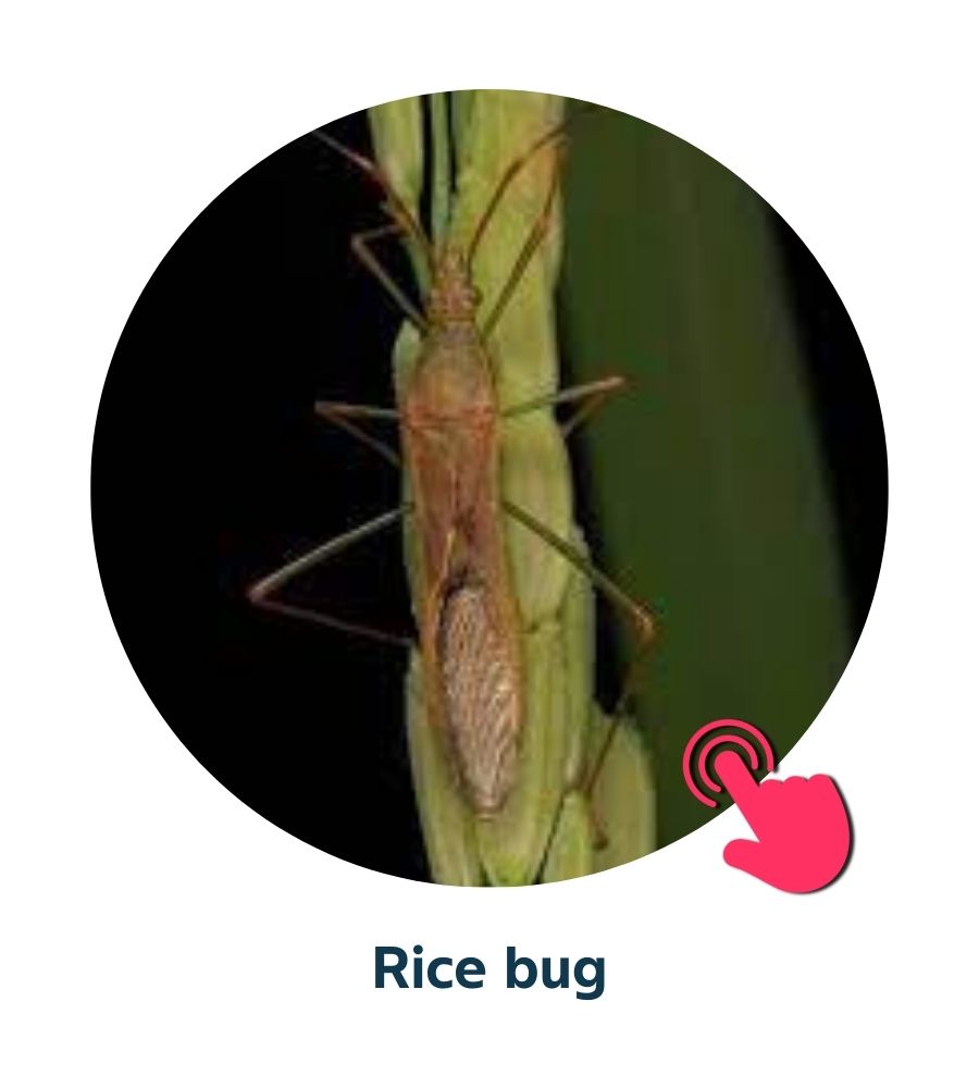 Pest and Diseases library - 5