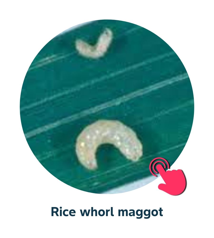 Pest and Diseases library - 2