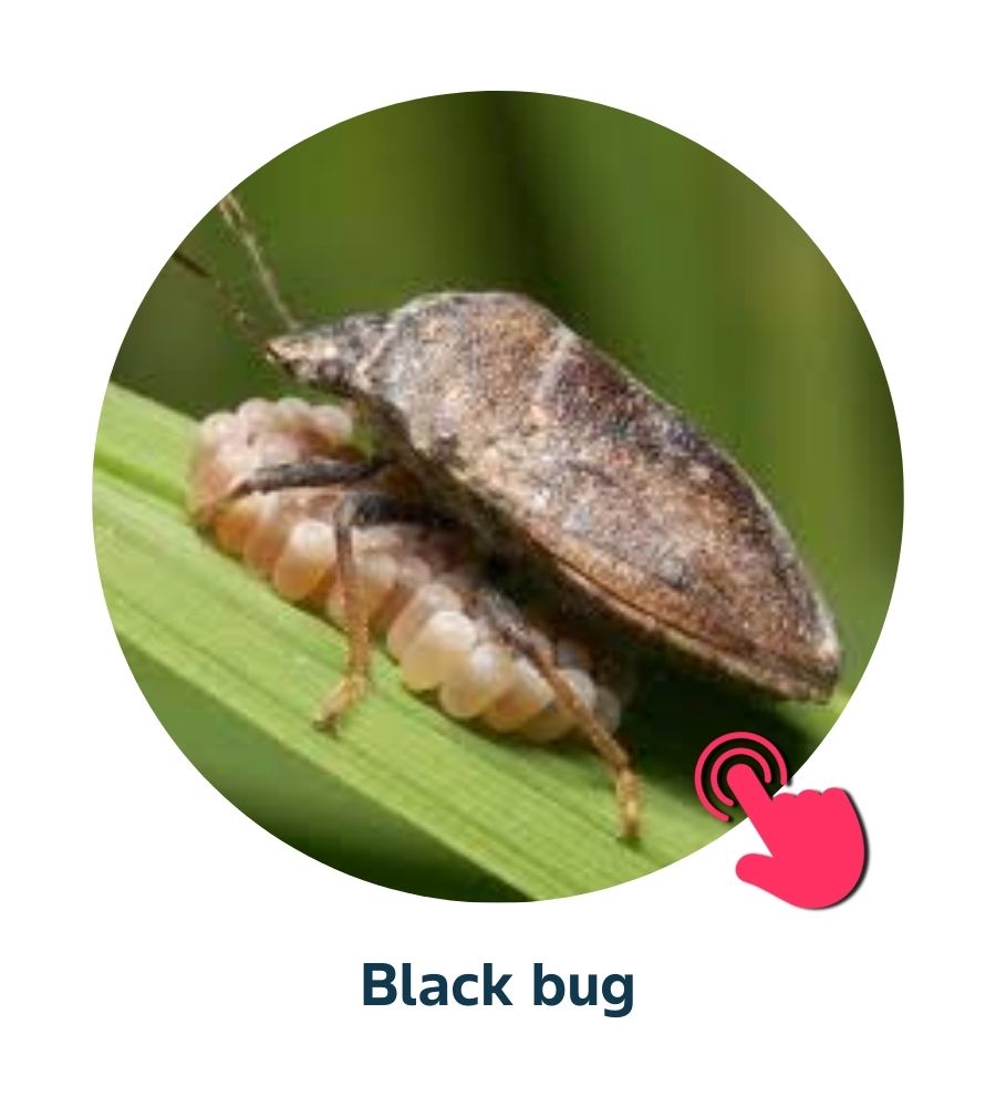 Pest and Diseases library - 10