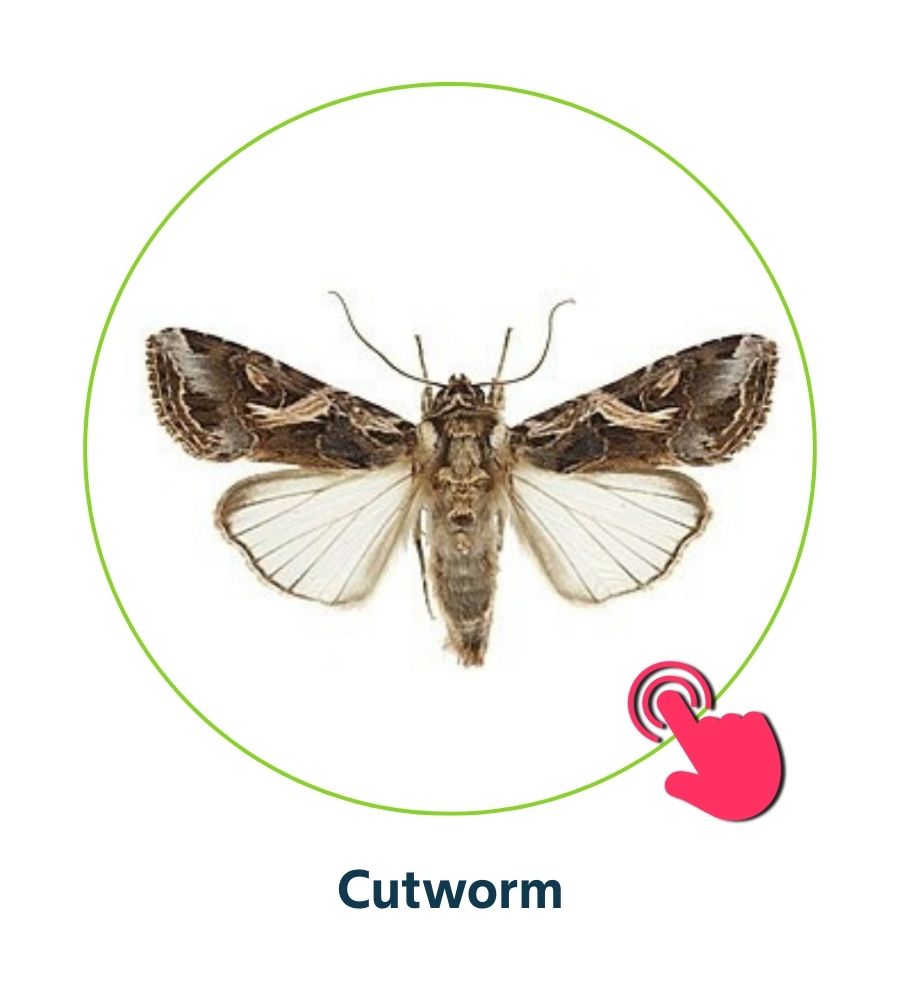 Pest and Diseases library - 12