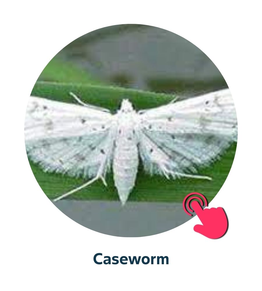 Pest and Diseases library - 8