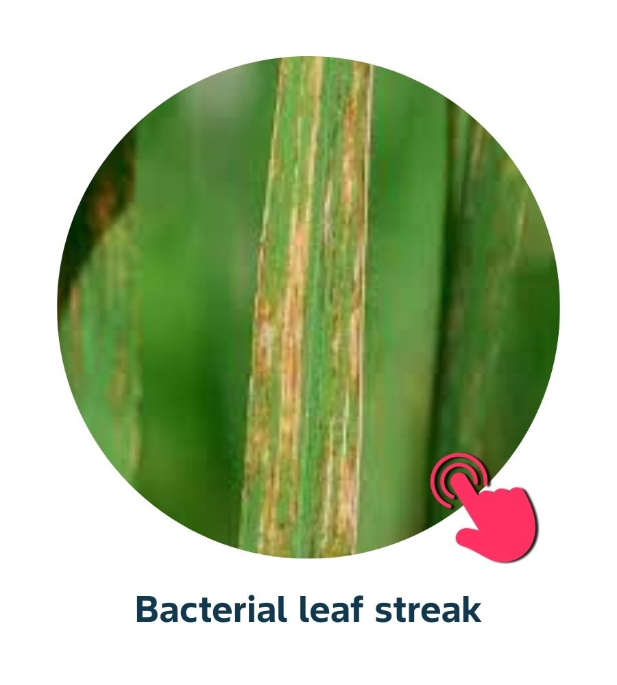 Pest and Diseases library - Diseases