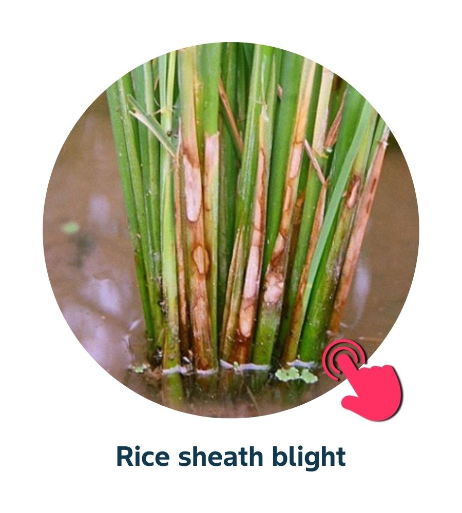 Pest and Diseases library - 20