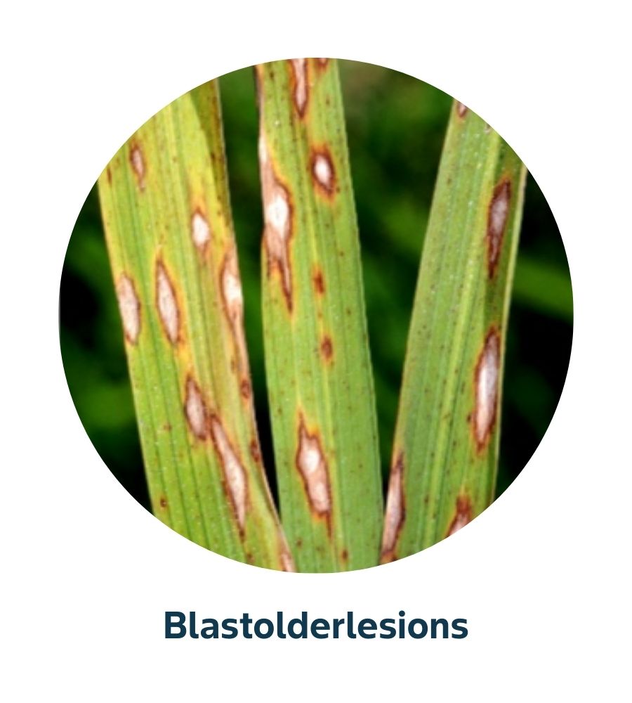 Pest and Diseases library - 14