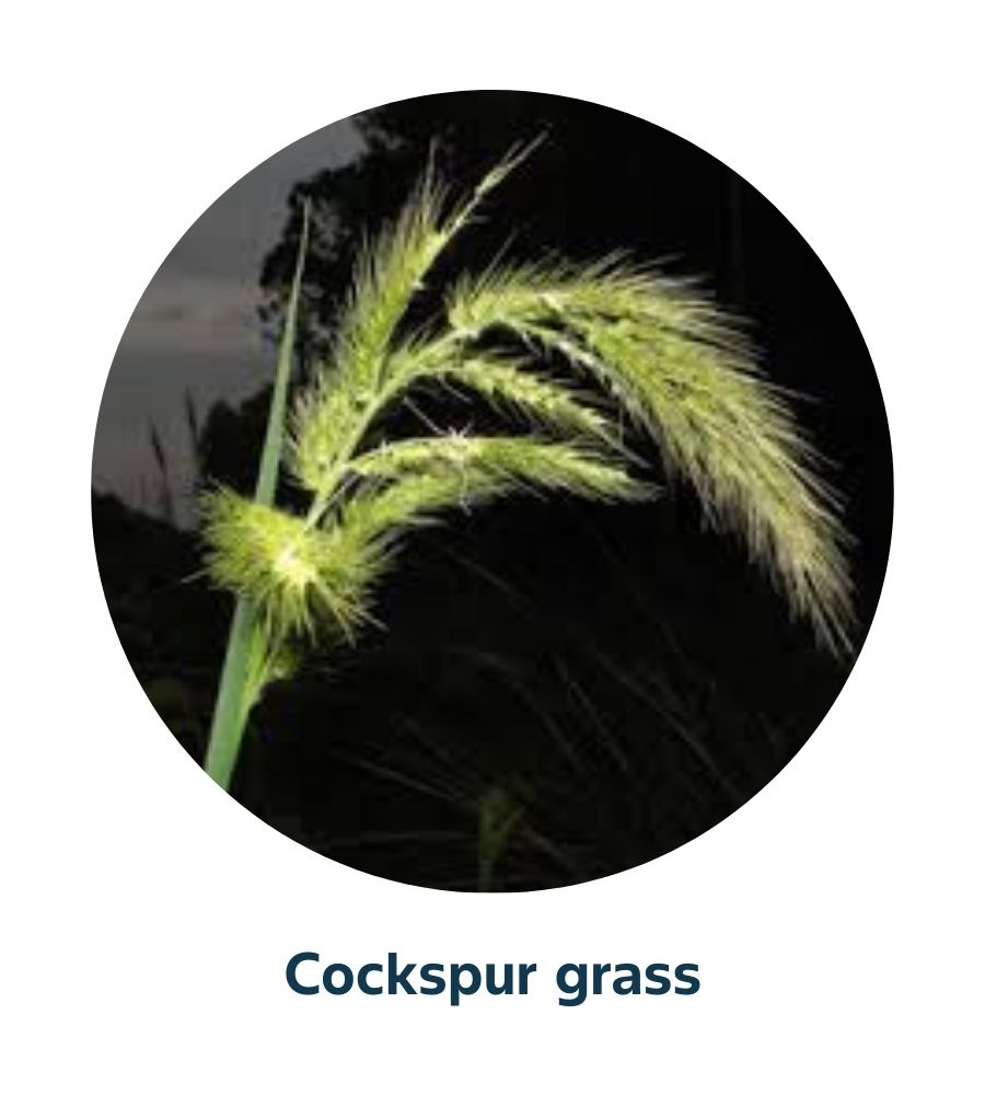 Pest and Diseases library - Weeds (2)