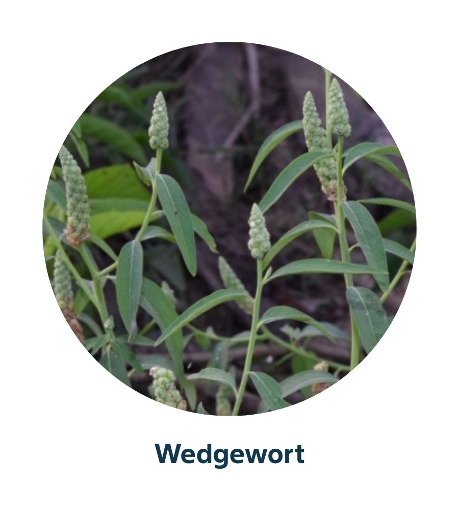 Pest and Diseases library - Weeds