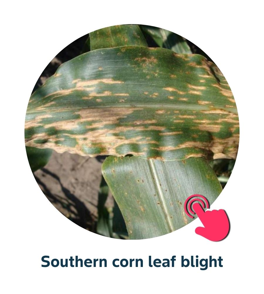 Pest and Diseases library - Corn Diseases (4)
