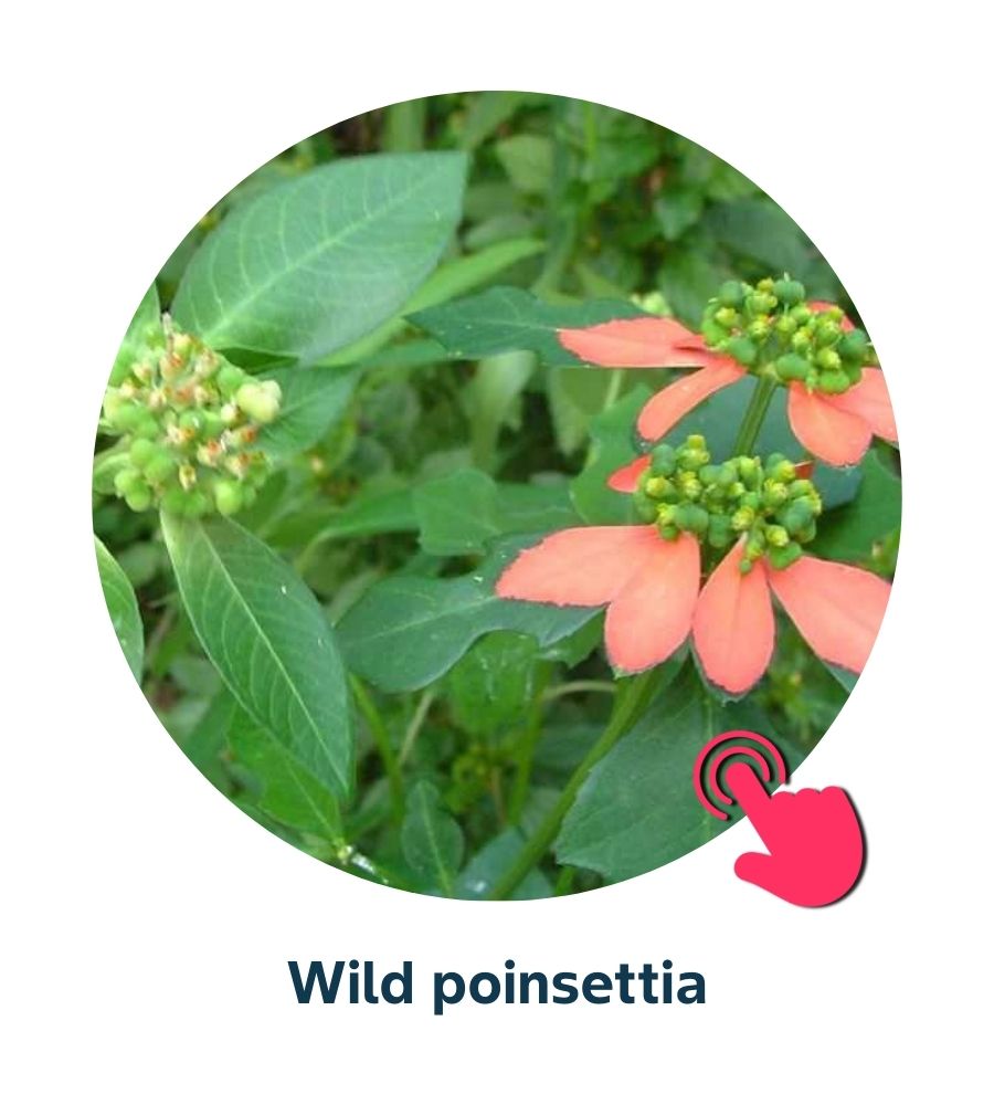 Pest and Diseases library - Corn Weeds (2)