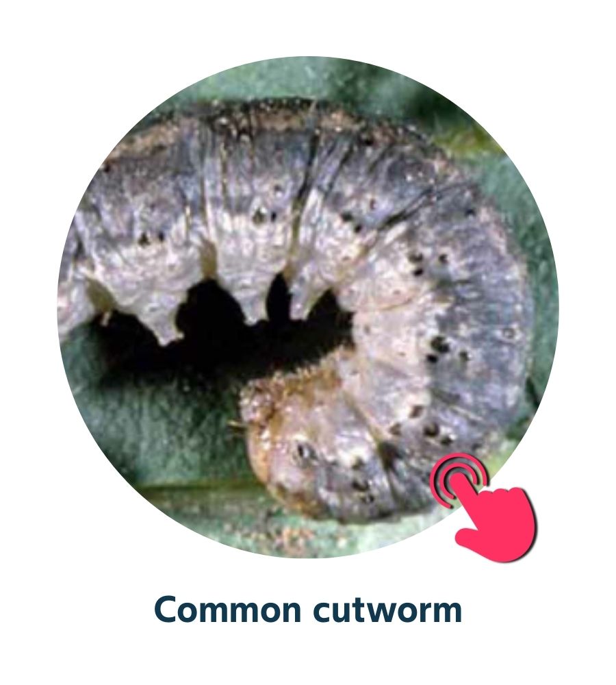 Pest and Diseases library - Corn Insects and Pests (2)