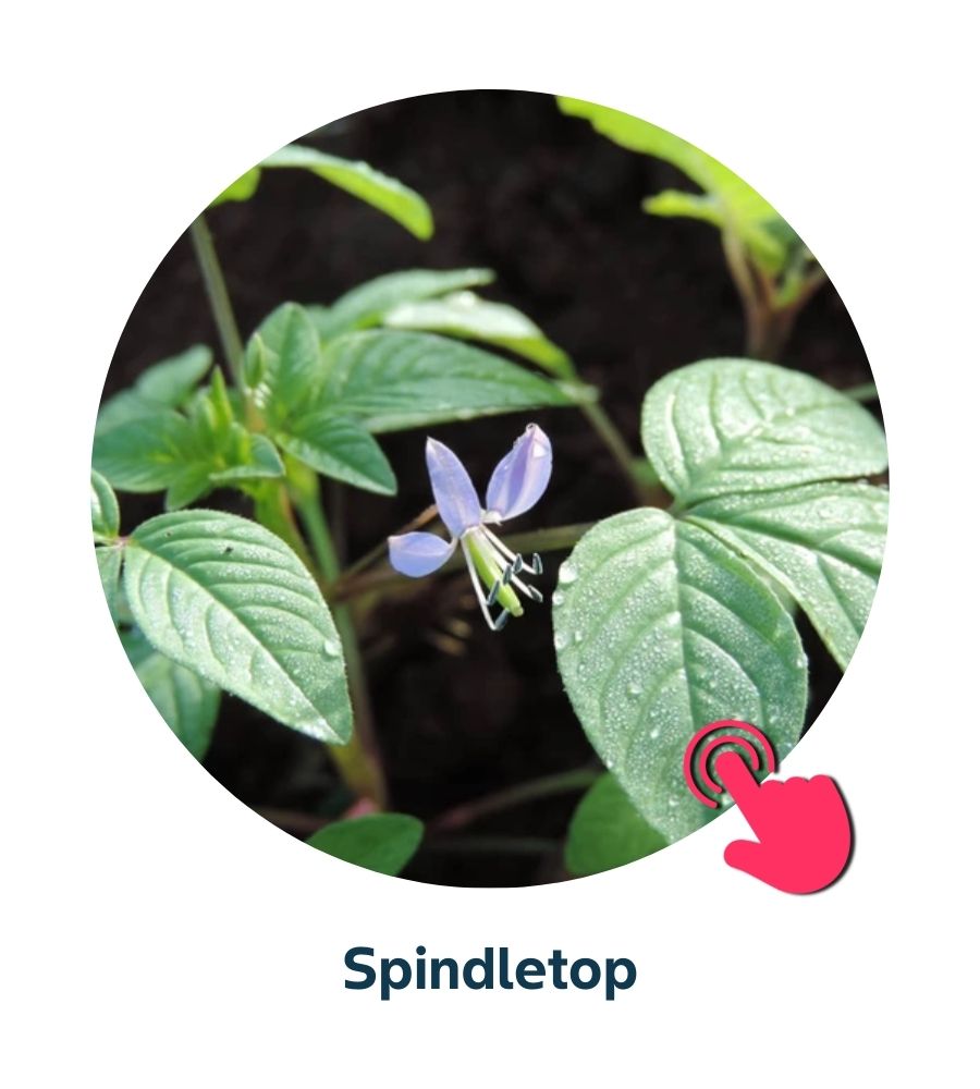 Pest and Diseases library - Corn Weeds (3)