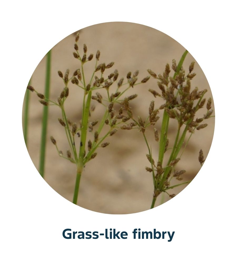 Pest and Diseases library - Weeds