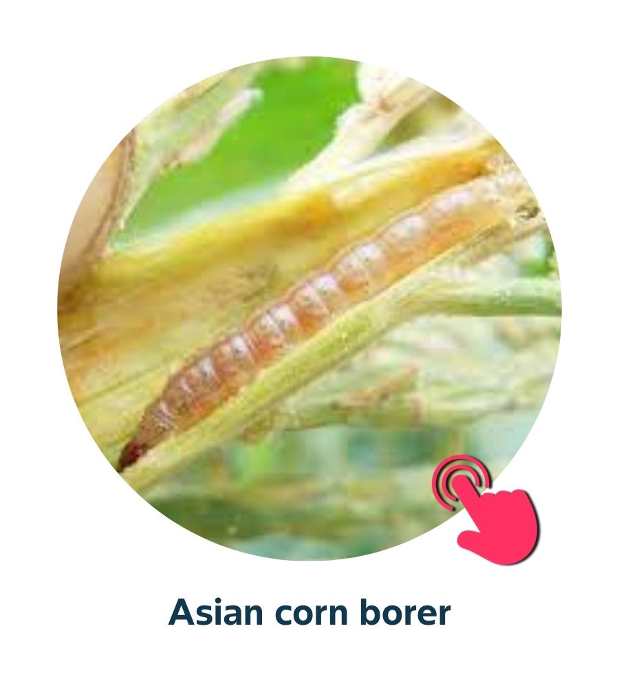 Pest and Diseases library - Corn Insects and Pests (5)