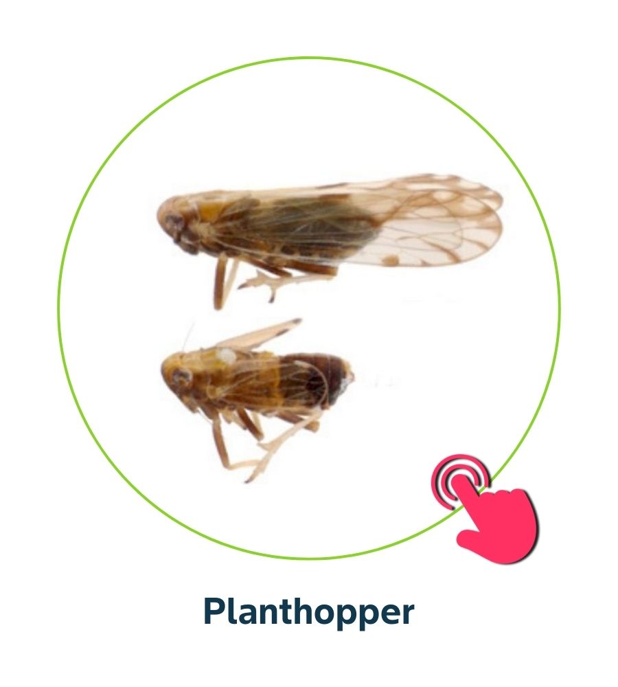 Pest and Diseases library - Corn Insects and Pests
