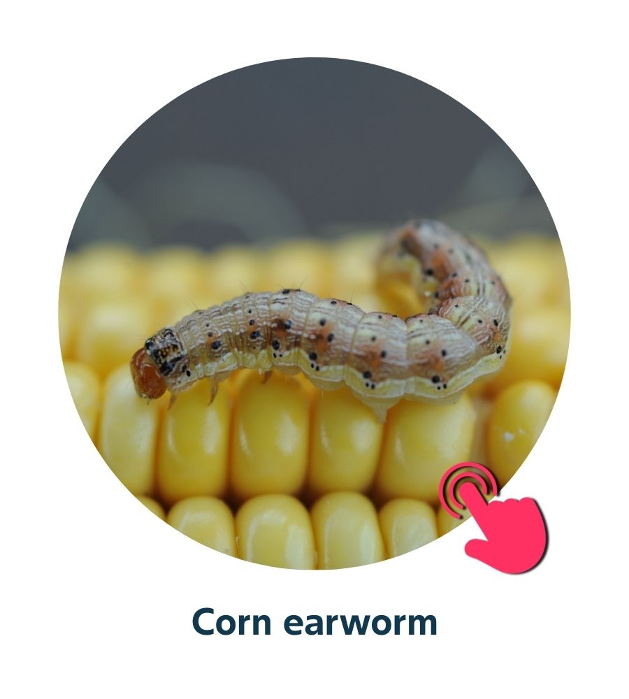 Pest and Diseases library - Corn Insects and Pests (3)