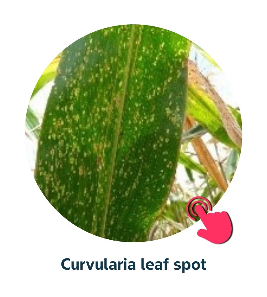 Pest and Diseases library - Corn Diseases (5)