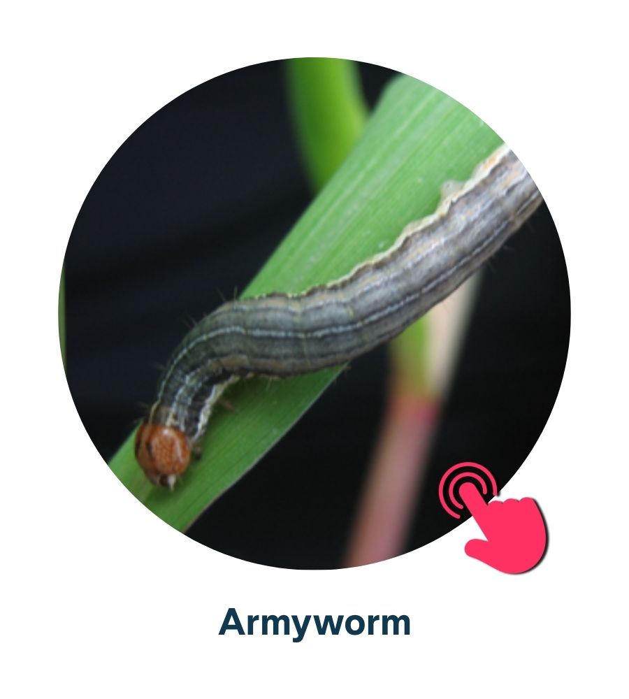 Pest and Diseases library - Corn Insects and Pests