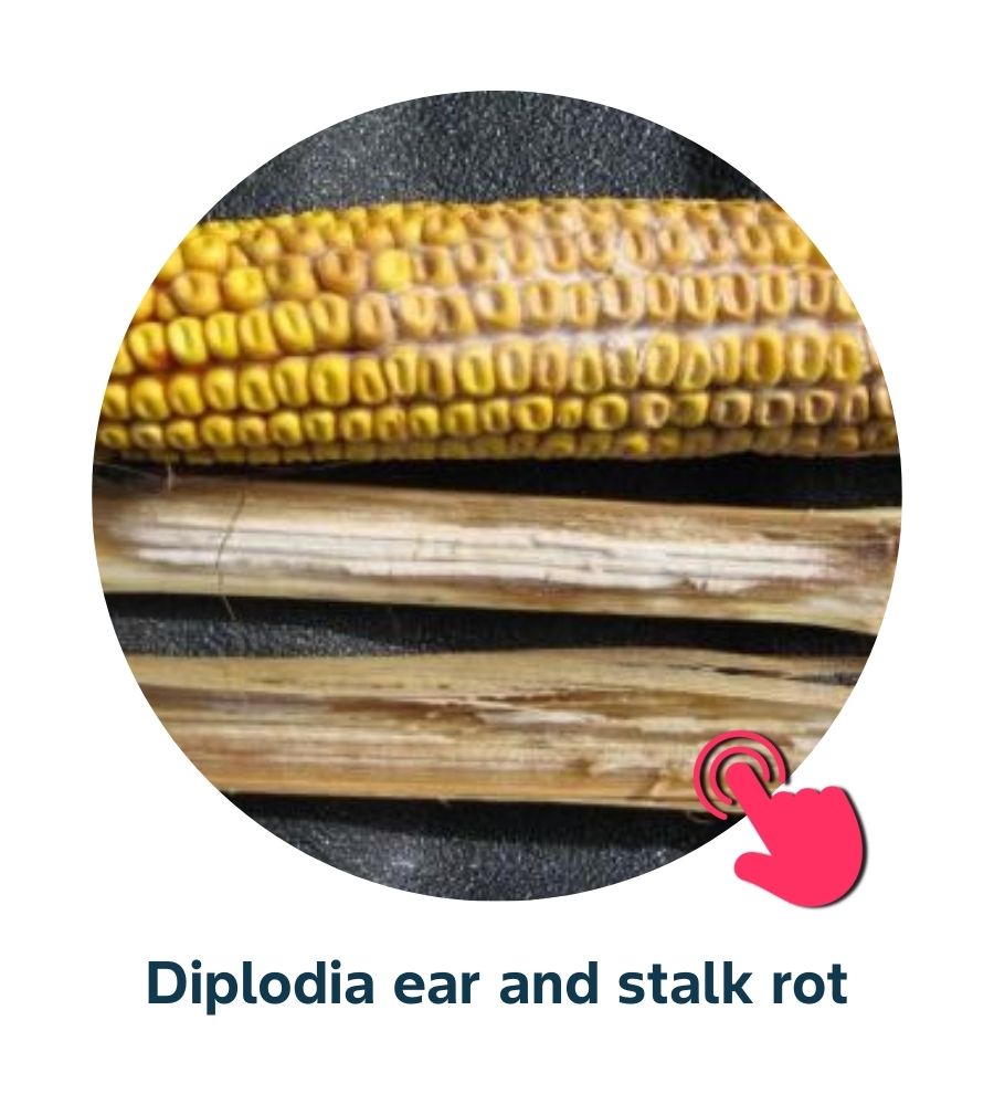 Pest and Diseases library - Corn Diseases