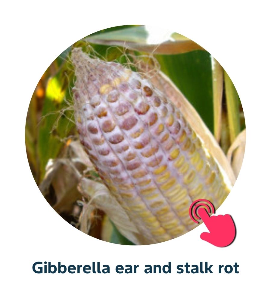 Pest and Diseases library - Corn Diseases (2)
