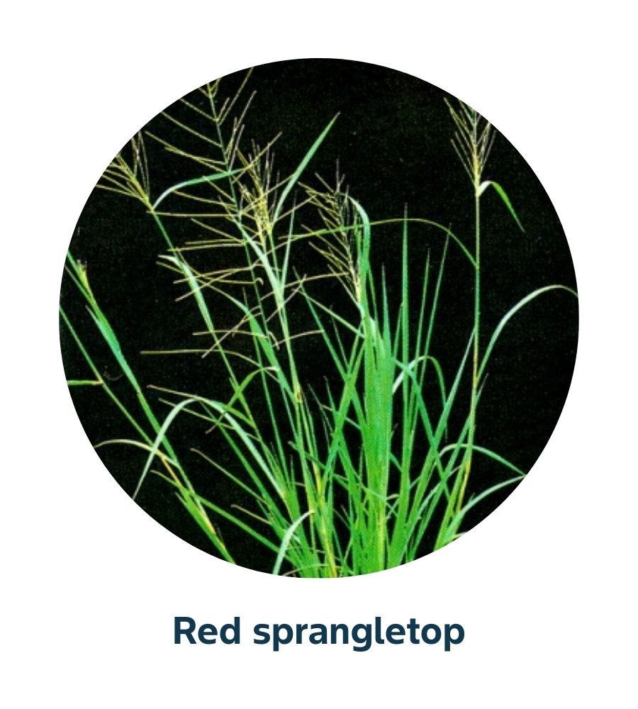 Pest and Diseases library - Weeds (4)