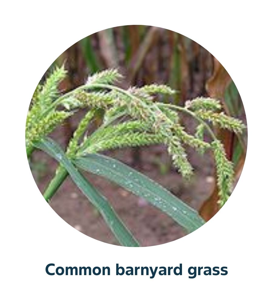 Pest and Diseases library - Weeds (3)