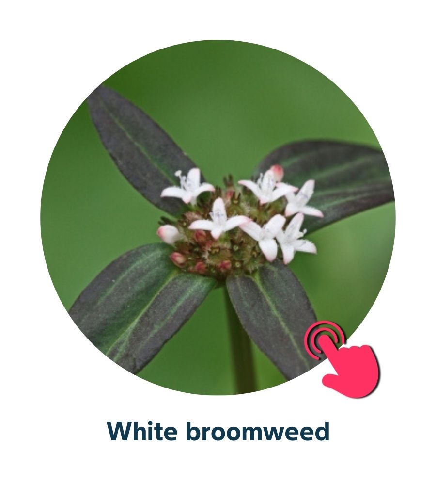 Pest and Diseases library - Corn Weeds (3)