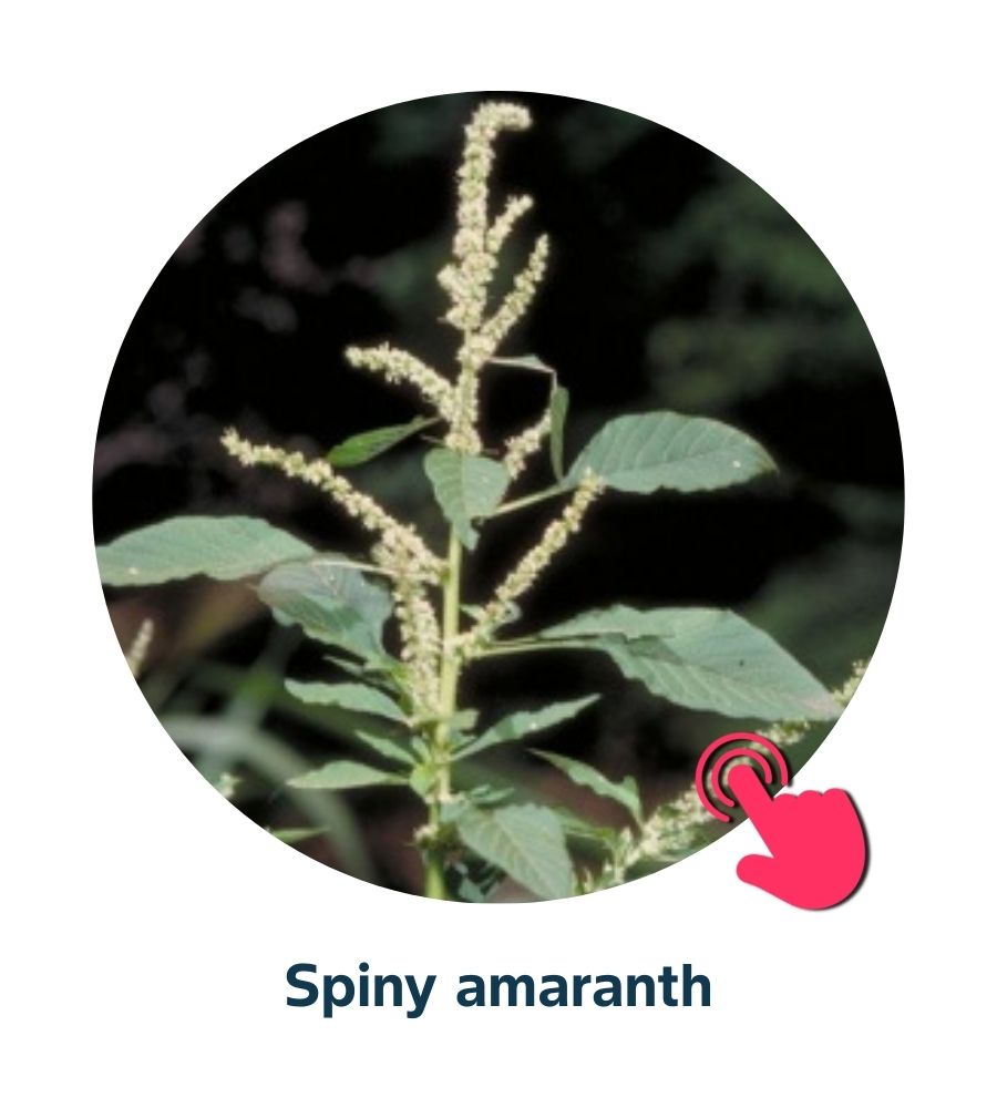 Pest and Diseases library - Corn Weeds (2)