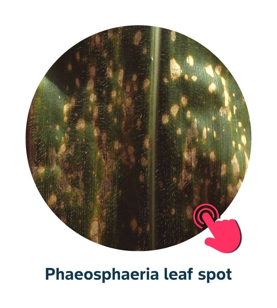 Pest and Diseases library - Corn Diseases (3)