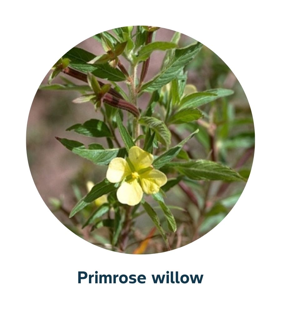 Pest and Diseases library - Weeds (2)