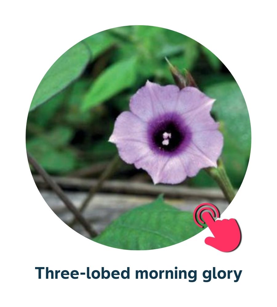 Pest and Diseases library - Corn Weeds