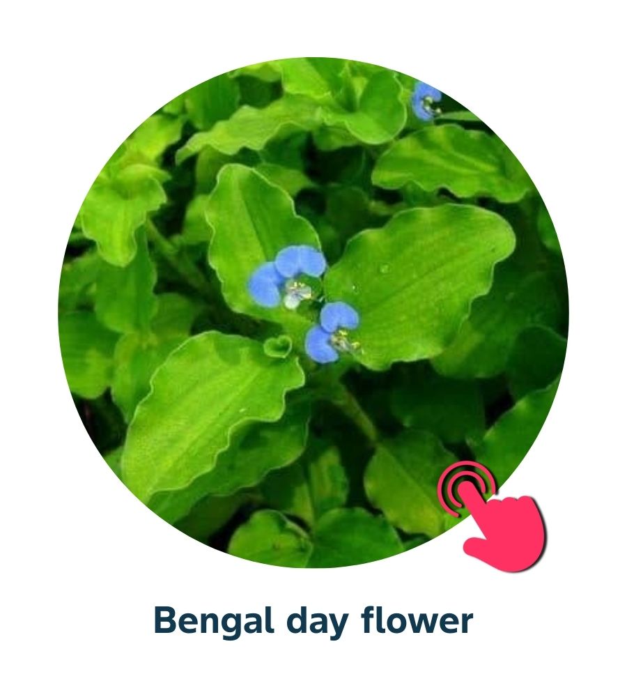 Pest and Diseases library - Corn Weeds (4)