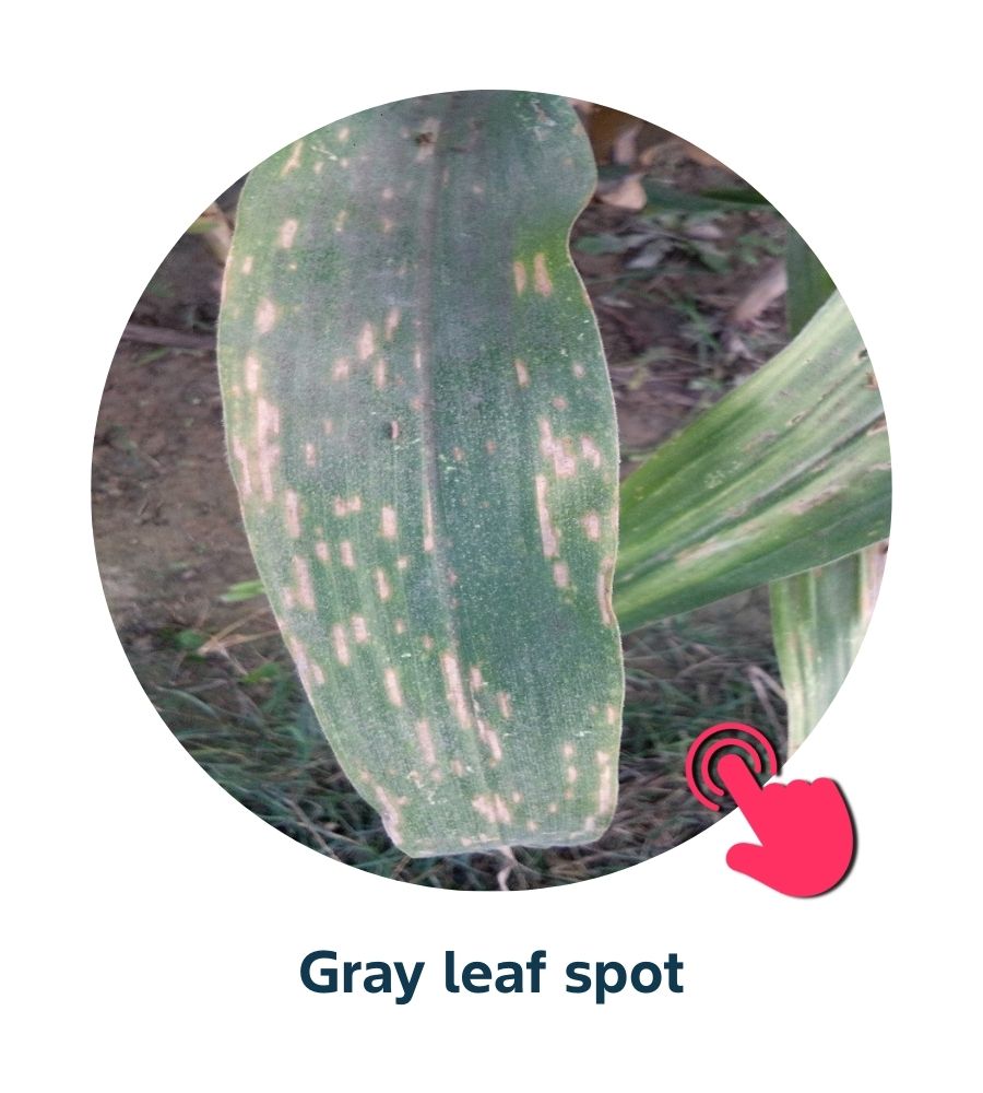 Pest and Diseases library - Corn Diseases (4)