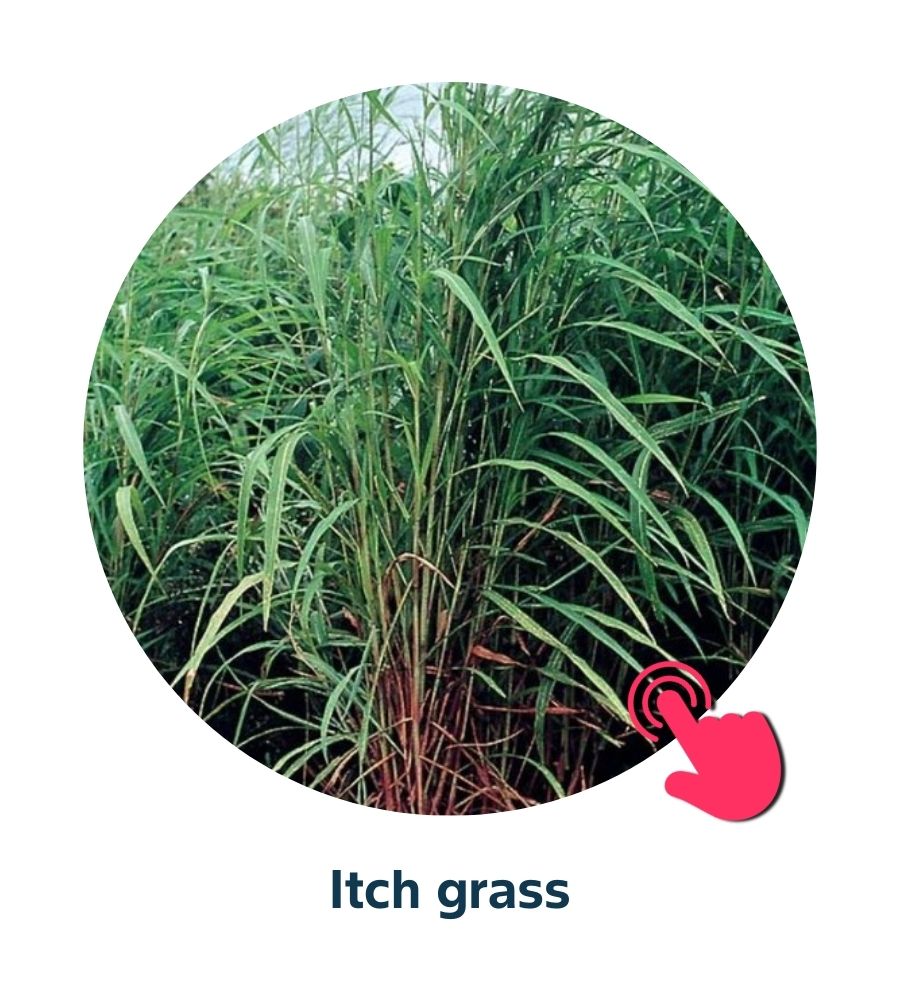 Pest and Diseases library - Corn Weeds