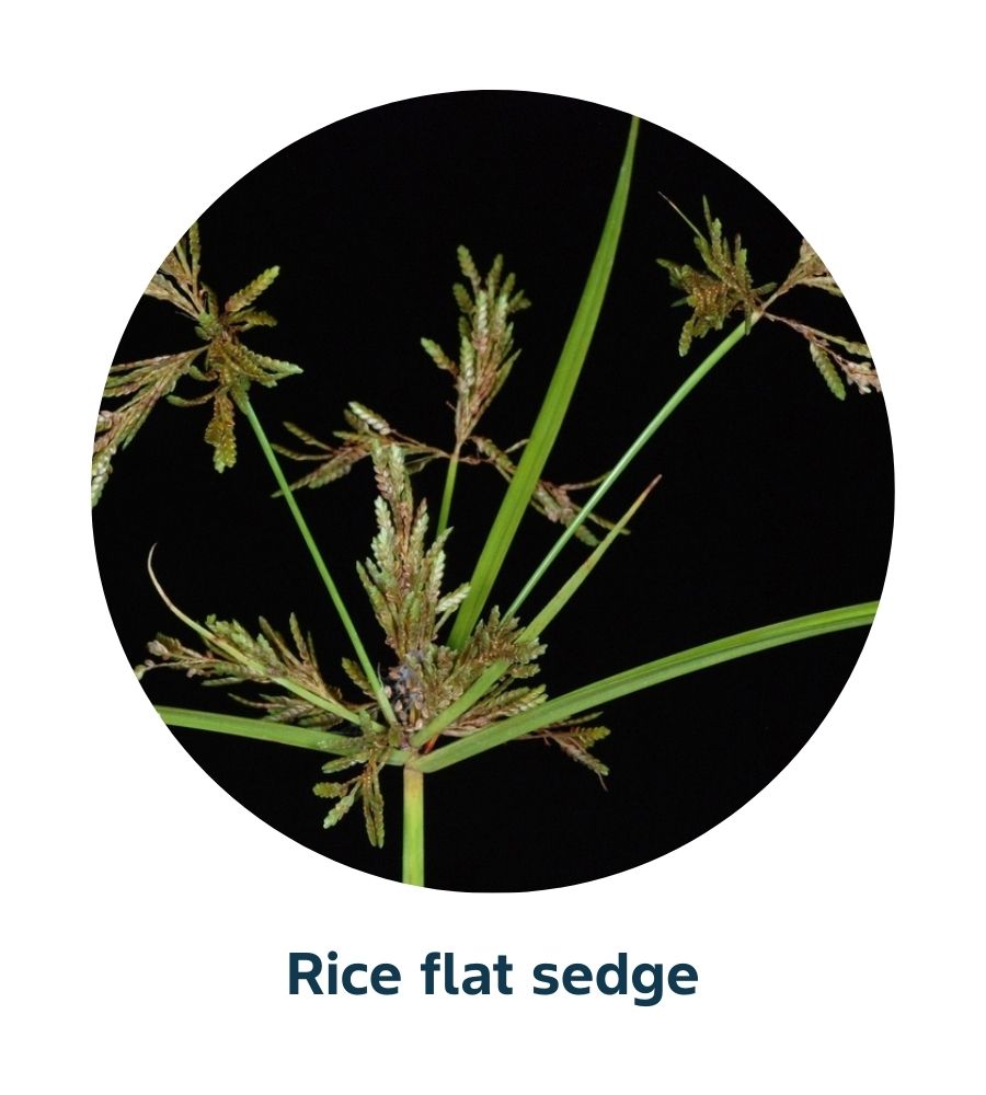 Pest and Diseases library - Weeds