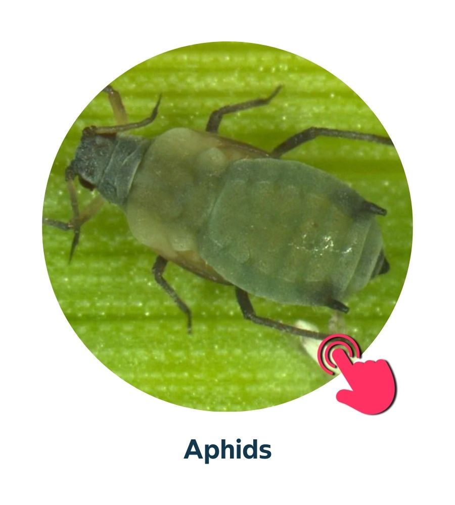 Pest and Diseases library - Corn Insects and Pests (4)