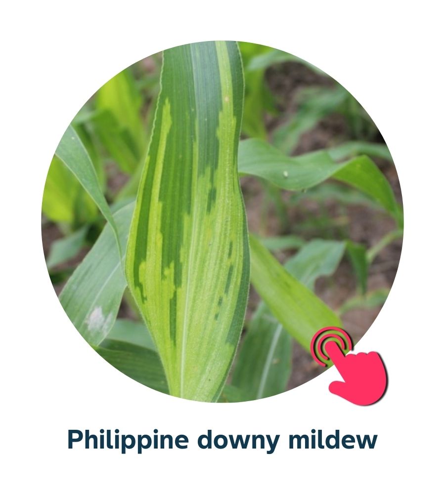 Pest and Diseases library - Corn Diseases (5)