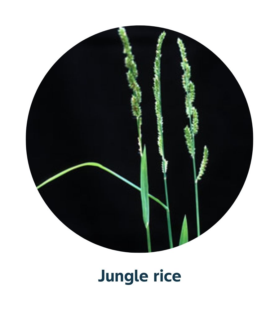 Pest and Diseases library - Weeds (4)