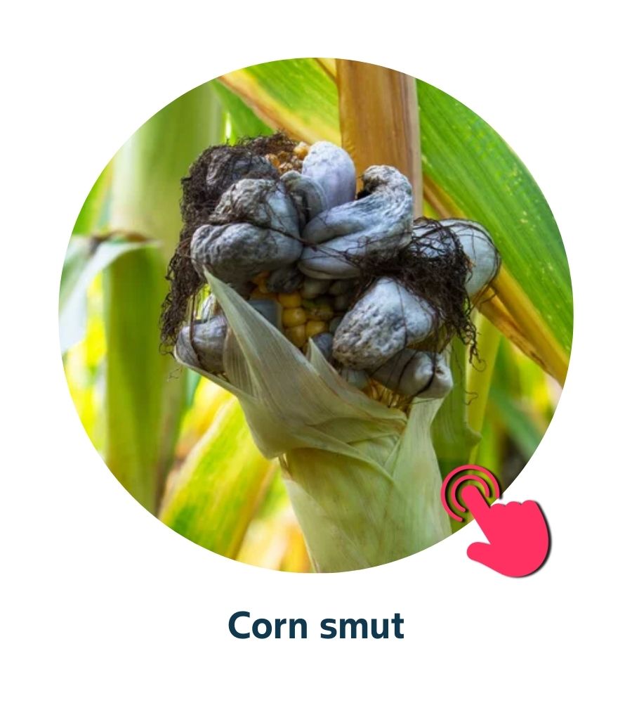 Pest and Diseases library - Corn Diseases