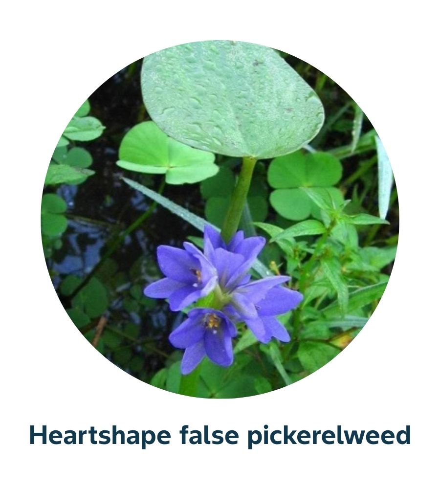 Pest and Diseases library - Weeds (3)