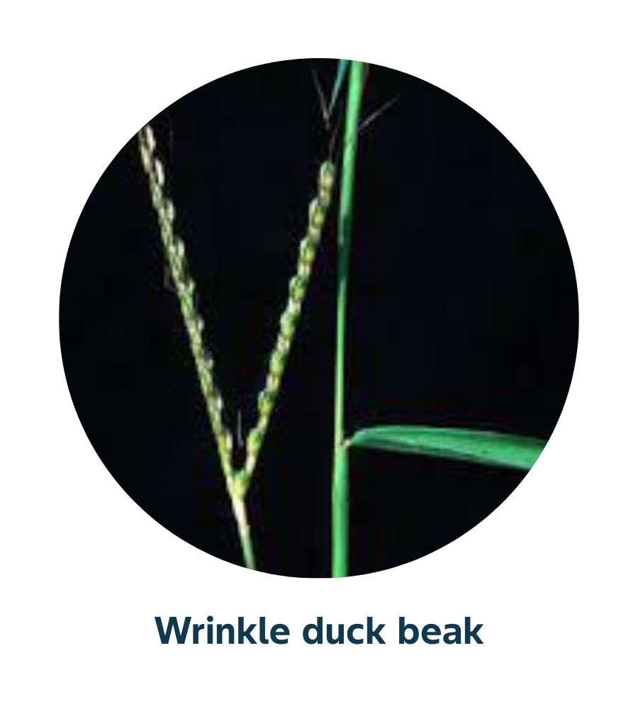 Pest and Diseases library - Weeds (5)