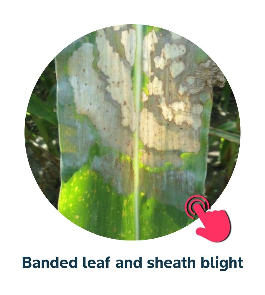 Pest and Diseases library - Corn Diseases (2)