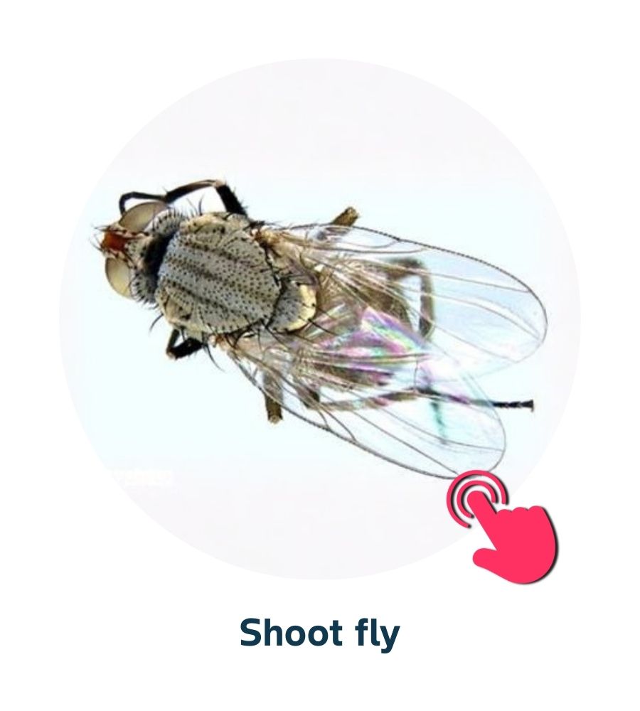 Pest and Diseases library - Corn Insects and Pests