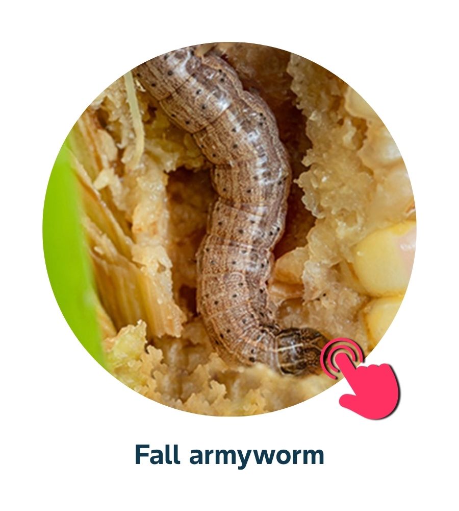 Pest and Diseases library - Corn Insects and Pests (3)