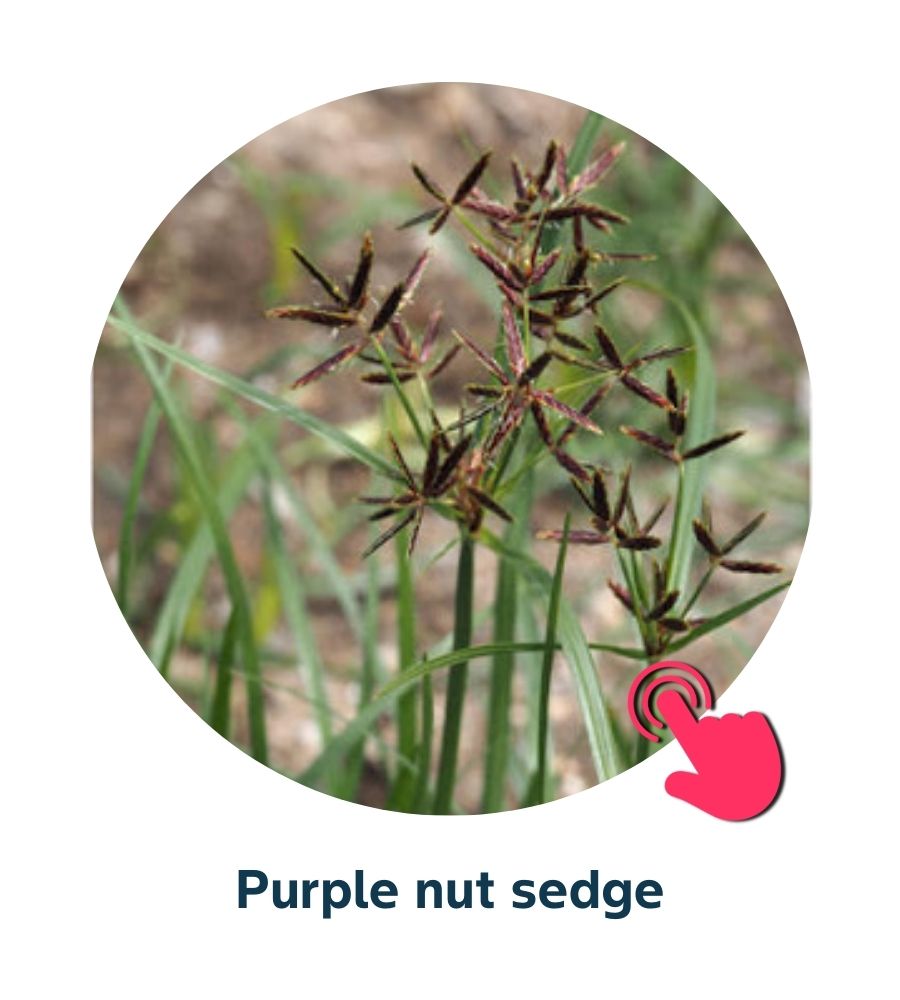 Pest and Diseases library - Corn Weeds (5)